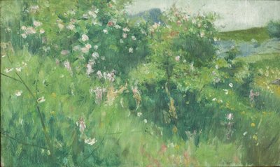 Buissons de rosier sauvage en fleurs sur l
