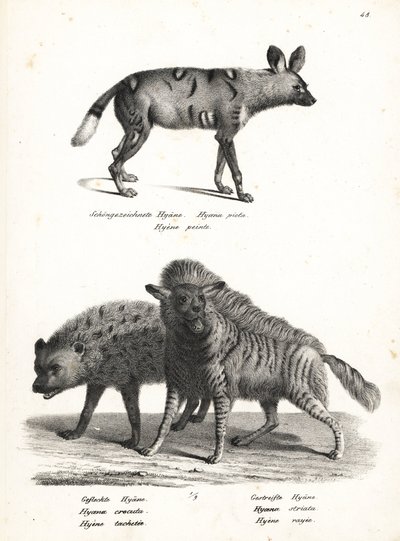 Chien sauvage africain, Lycaon pictus, en danger, hyène tachetée, Crocuta crocuta, et hyène rayée, Hyaena hyaena. Lithographie de Karl Joseph Brodtmann d