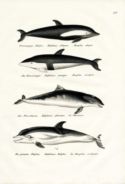 Différents types de dauphins, 1824 - Karl Joseph Brodtmann