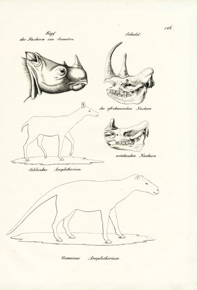Tête de rhinocéros de Sumatra, 1824 - Karl Joseph Brodtmann