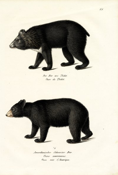 Ours noir de l