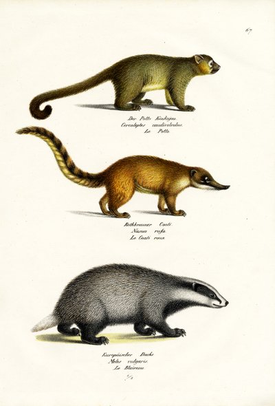 Ours à miel, 1824 - Karl Joseph Brodtmann