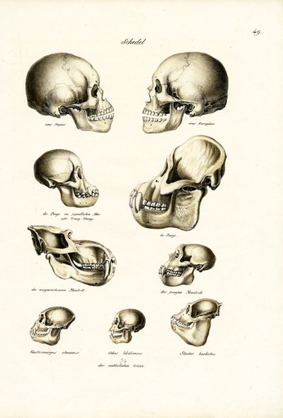 Crânes humains, 1824 - Karl Joseph Brodtmann