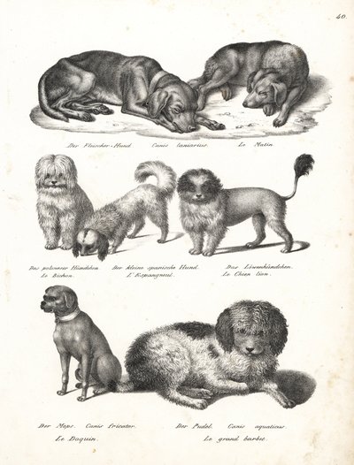 Lévrier ou chien matin, Canis laniarius, Bichon, chien espagnol, Chow Chow, chien Carlin, Canis fricator, et Caniche ou chien de chasse aquatique, Canis aquaticus. Lithographie de Karl Joseph Brodtmann de l