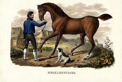 Cheval Mecklenburger, 1824 - Karl Joseph Brodtmann
