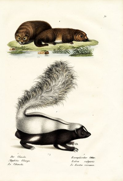 Mouffette à nez de cochon de Molina, 1824 - Karl Joseph Brodtmann