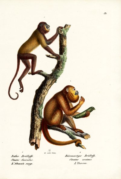 Singes hurleurs rouges, 1824 - Karl Joseph Brodtmann