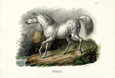 Cheval turc, 1824 - Karl Joseph Brodtmann