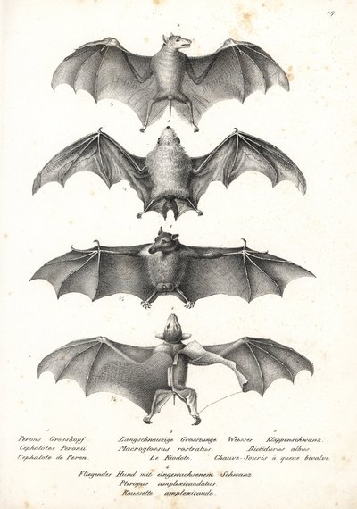 Chauve-souris frugivore à dos nu occidental, Dobsonia peronii 1, chauve-souris nectarivore à longue langue, Macroglossus minimus 2, chauve-souris fantôme du nord, Diclidurus albus 3, et roussette de Geoffroy, Rousettus amplexicaudatus 4. Lithographie de Ka - Karl Joseph Brodtmann