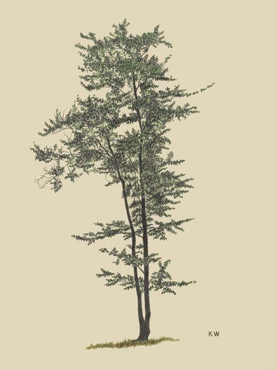 Arbre à feuilles caduques, vers 1924 - Karl Wiener