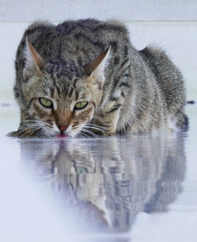 Cool Cat, 2022, photographie - Katha Wood