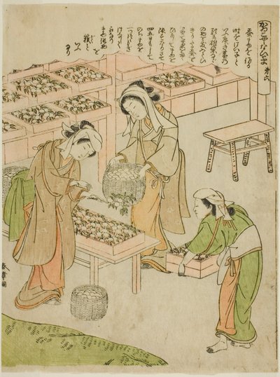 Planche 6 (Examen des Cocons Nouvellement Filés), de la série "Kaiko Yashinai-gusa" - Katsukawa Shunsho