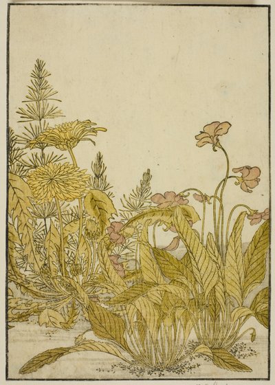 Fleurs de printemps : Violettes et pissenlits, du livre "Miroir des belles femmes des quartiers de plaisir (Seiro bijin awase sugata kagami)," vol. 1 - Katsukawa Shunsho