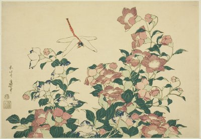 Campanule et libellule, d