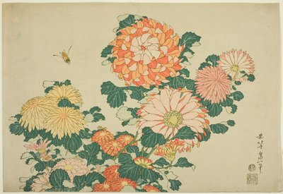 Chrysanthèmes et abeille, d