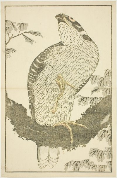 Faucon, du Livre d