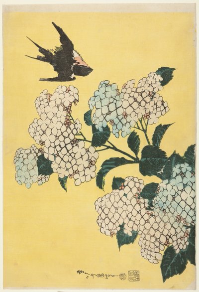Hortensia et hirondelle, d