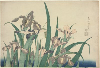 Iris et sauterelle, d