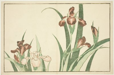 Iris, du Livre d
