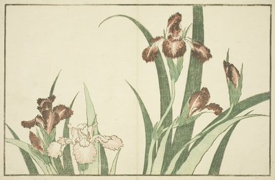 Iris, du Livre d