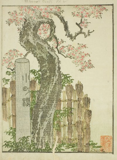 Cerisier Komachi (Komachi zakura), du livre illustré "Livre d