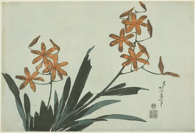 Orchidées oranges, d