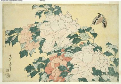Pivoines et papillon, d