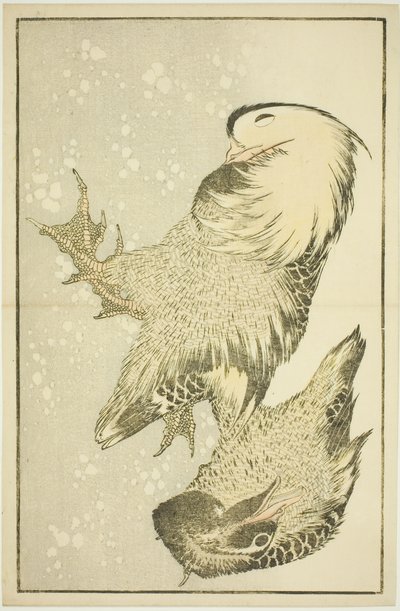 Deux oiseaux aquatiques, du Livre d