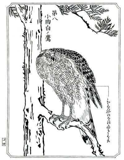 Un faucon, 1898 - Kawanabe Kyosai