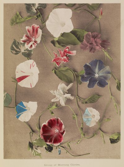 Groupe de gloires du matin - Kazumasa Ogawa