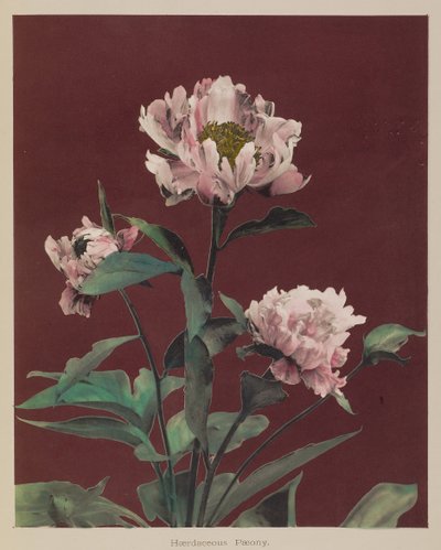Pivoine rustique - Kazumasa Ogawa