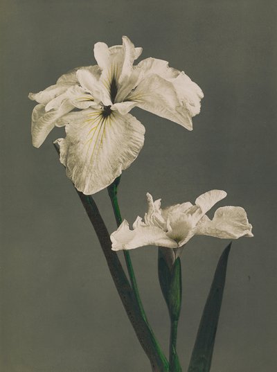 Iris Kaempferi, 1896 - Kazumasa Ogawa
