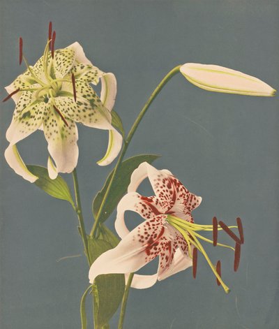 Lys, 1897 - Kazumasa Ogawa