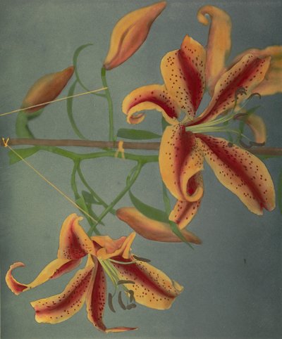 Lys, 1896 - Kazumasa Ogawa