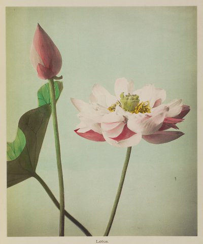 Lotus - Kazumasa Ogawa
