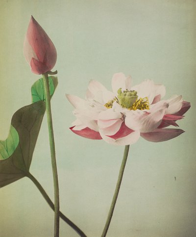 Lotus, 1896 - Kazumasa Ogawa