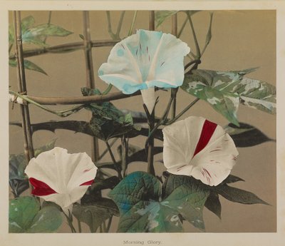 Gloire du matin - Kazumasa Ogawa