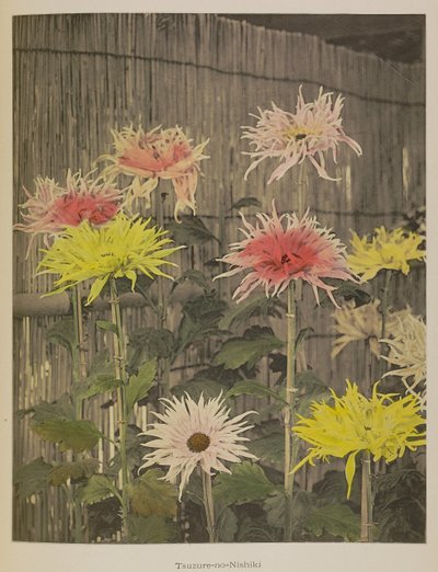 Tsuzure-no-Nishiki - Kazumasa Ogawa