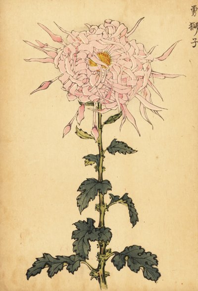 Chrysanthème hybride rose araignée (gravure) - Keika Hasegawa