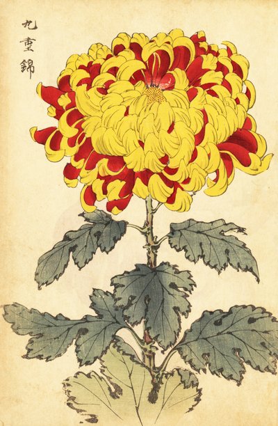 Chrysanthème hybride écarlate et jaune, 1893 (gravure) - Keika Hasegawa