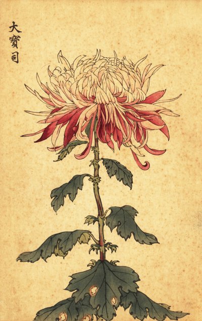 Chrysanthème hybride blanc et cramoisi (gravure) - Keika Hasegawa