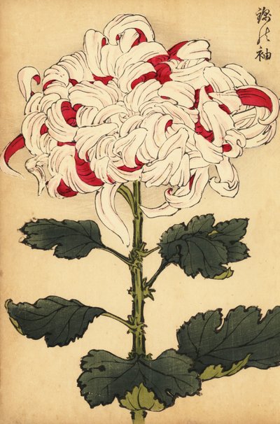 Chrysanthème hybride blanc et écarlate - Keika Hasegawa
