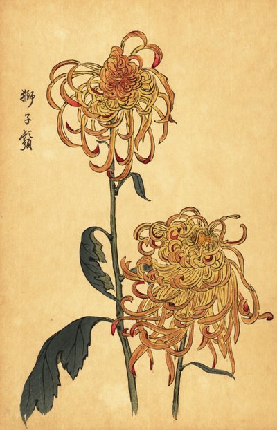 Chrysanthème hybride jaune et orange - Keika Hasegawa