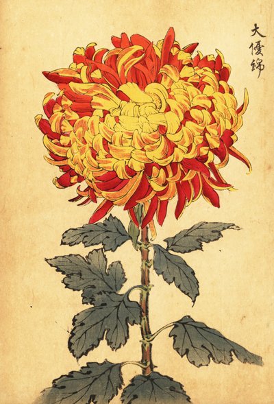Chrysanthème hybride jaune et écarlate pompon - Keika Hasegawa