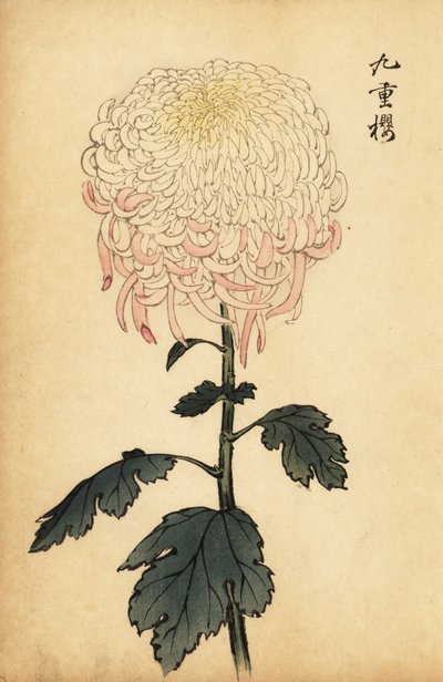 Chrysanthème panaché blanc et rose - Keika Hasegawa