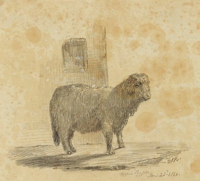 Moutons - Kellogg, Miner Kilbourne