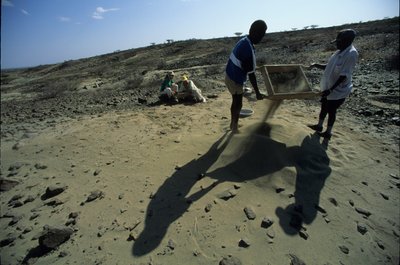 Allia Bay, Kenya ; Turkana ; Tamisage pour fossiles, Alan Walker, Université d