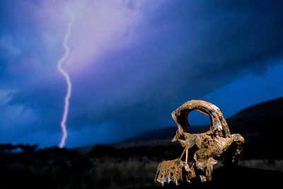 DOH; Les premiers pas, crâne brisé, STW 847, foudre, High veld, Swartkrans, Afrique du Sud, 2008 (photo) - Kenneth Garrett