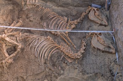 Fouilles des restes de dix ânes à côté d