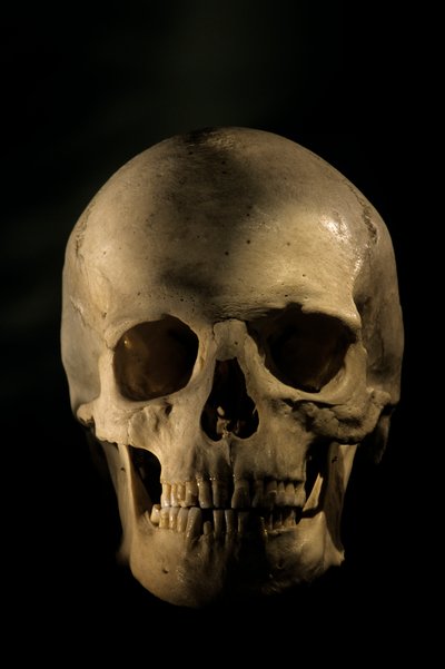 Crâne humain moderne, étude scientifique du squelette, Université George Washington, 2000 - Kenneth Garrett